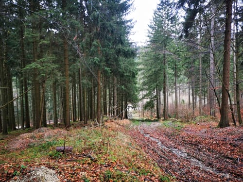 Über Lochenhörnle - Hoher Fels - Gespaltener Fels - Lochenstein