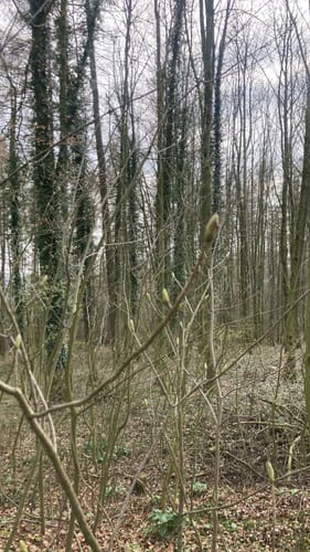 Longinusturm Rundweg A5