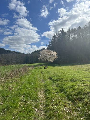 Breitenwald ab Hauptstuhl