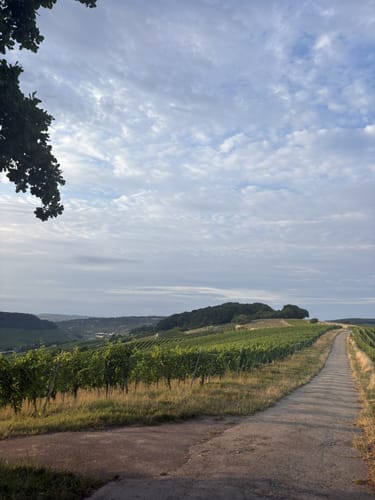 Von Nittel auf dem Moselsteig