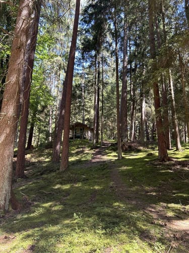 Im Hemauer Wald