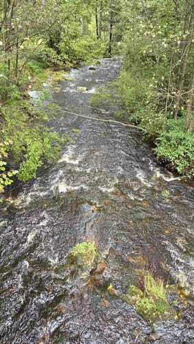 Bad Wildbad - Große Wiese - Wildsee