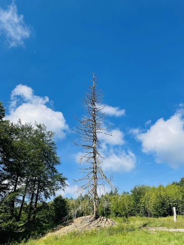 Zum Großen Finsterberg ab Stützerbach