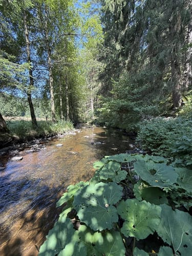 Perlenbachtal ab Höfener Mühle