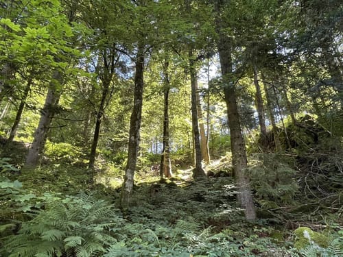 Rappenfelsensteig (Genießerpfad)
