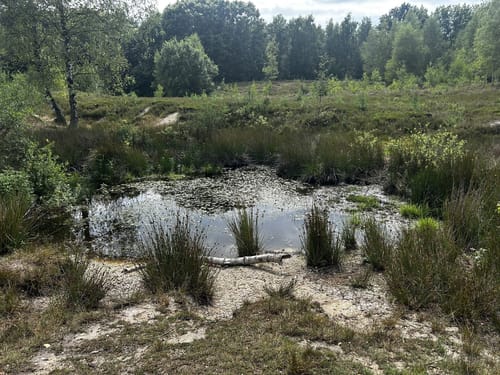Teverneheide Kleiner Rundweg