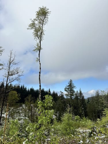 Bielfelder Berg und Ebberg ab Habichtshöhe