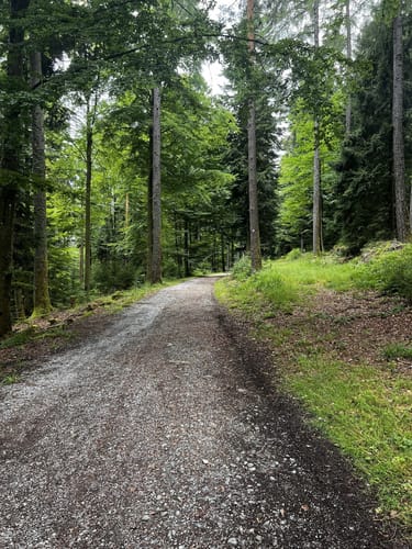 Von Sommerberg zur Grünhütte
