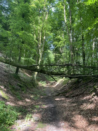 Katzenbach Stausee - Weißer Steinbruch - Burgruine Blankenburg