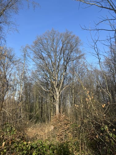 Ölberg Rundweg