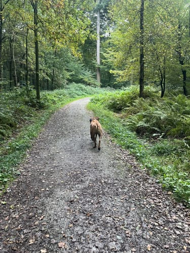 In der Ohligser Heide