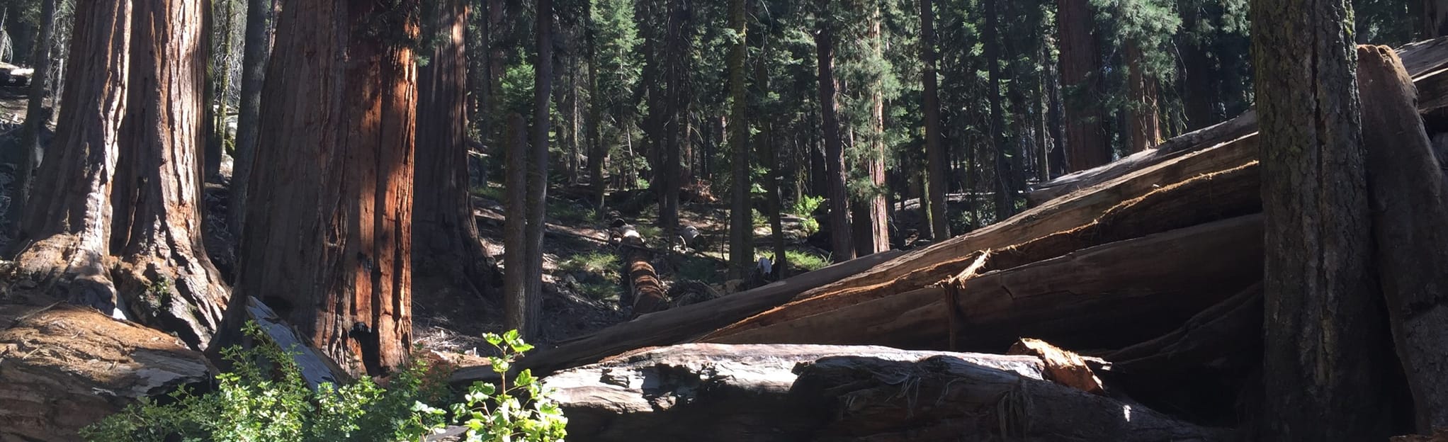 Wuksachi Lodge via Alta, Rimrock, and Lodgepole to Sherman Tree Trail