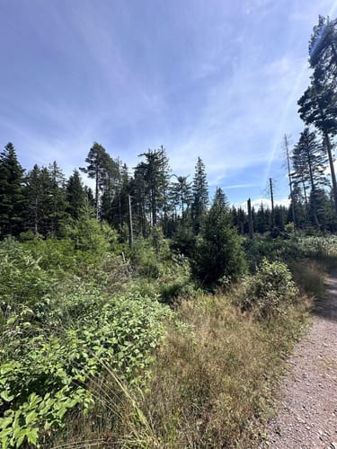 Zum Röterkopf und Huzenbachersee