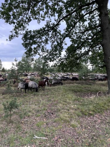 Nordic Walking 39M Niederhaverbeck