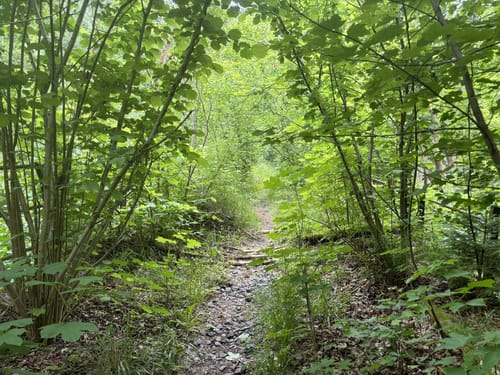 Röhrensteig US11