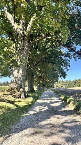 Ebersberger Seelauf (Seerunde + Waldrunde)