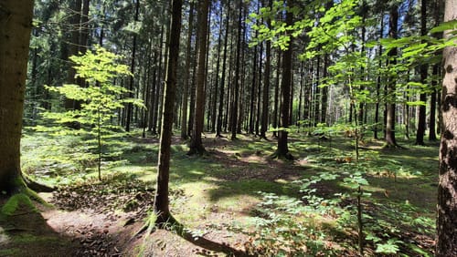 Waldgeisterweg und Greifensteine