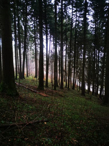 Über Lochenhörnle - Hoher Fels - Gespaltener Fels - Lochenstein