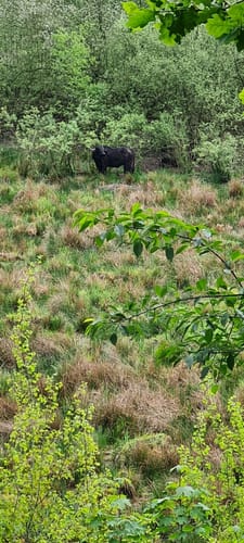 Dünnwald - Naturschutzgebiet am Hornpottweg - Von-Diegardt-See