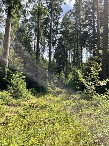 Waldpfad Groppertal (Premiumwanderweg)