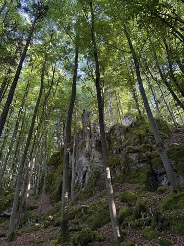 Windischgaillenreuth - Buchenwald Runde
