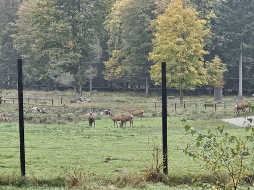 Forelle Rundweg