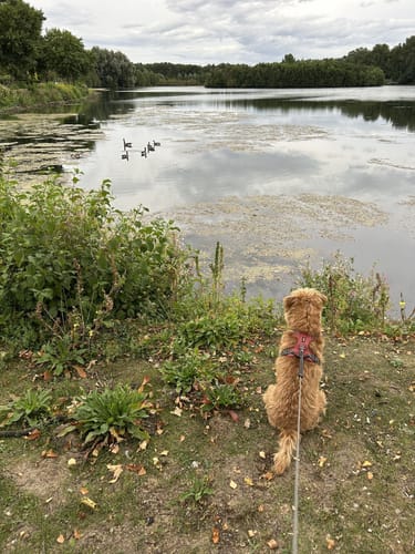 Feldmarksee