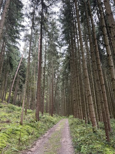Rundwanderweg Trasching - Sengersberg (Ro08)