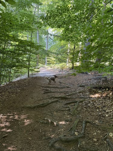 Aumühle-Sachsenwaldau-Runde
