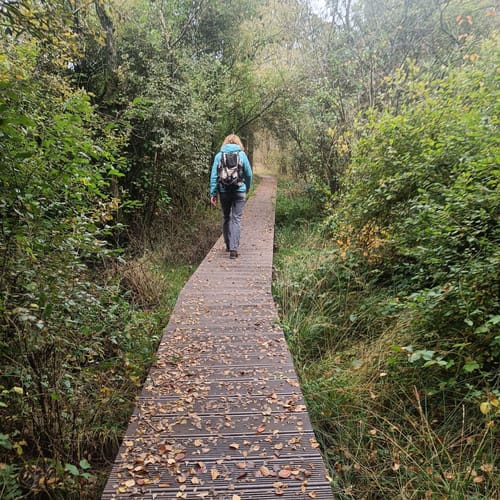 Scholtenpad Dagwandeling A: Door het Korenburgerveen