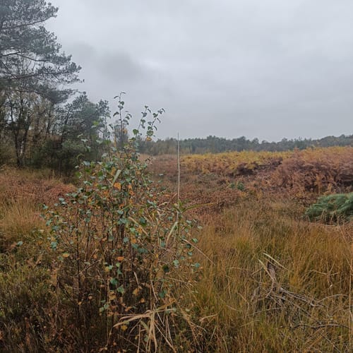Scholtenpad Dagwandeling A: Door het Korenburgerveen