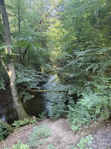 Aumühle-Sachsenwaldau-Runde