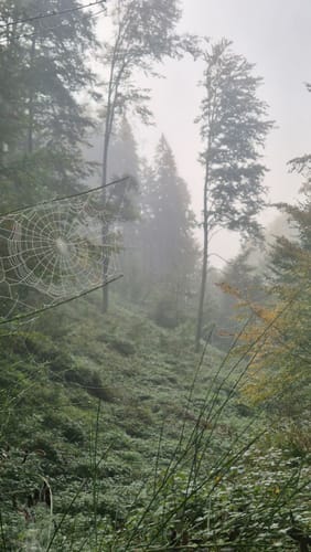Wanderung zu den Burgruinen Neidenfels, Drachenfels und Lichtenstein