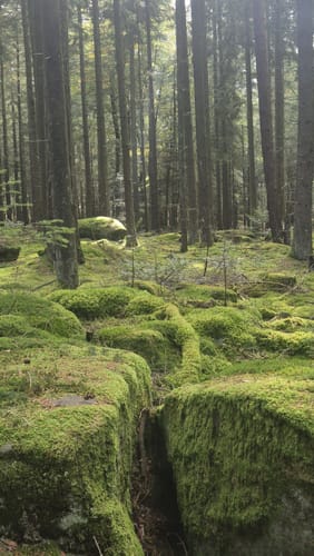 Wanderung zu den Burgruinen Neidenfels, Drachenfels und Lichtenstein