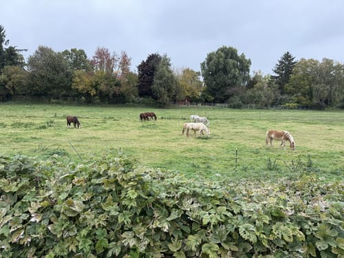 Berliner Mauerweg Etappe 9:  Lichterfelde Süd - Griebnitzsee