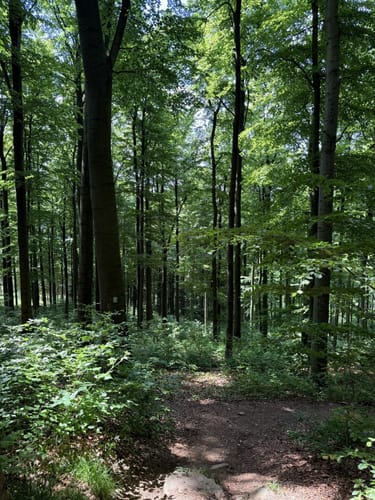 Hoher Meißner P1 (Premiumwanderweg)