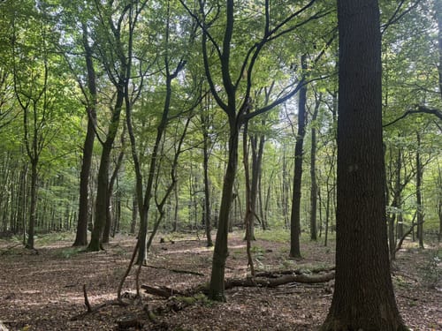 Rundwanderweg Kruppwald A1