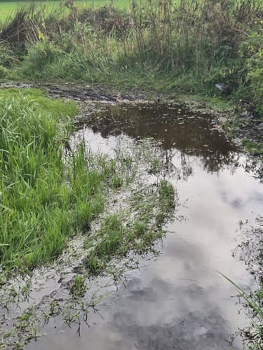 Rund um den Westensee