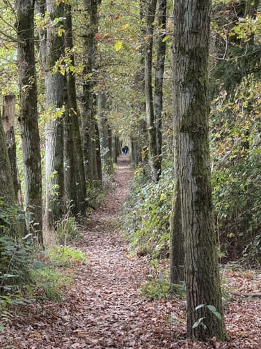 Waldzeit (Traumschleife)