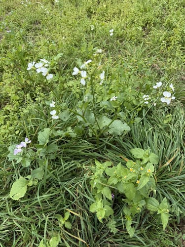 Waldzeit (Traumschleife)