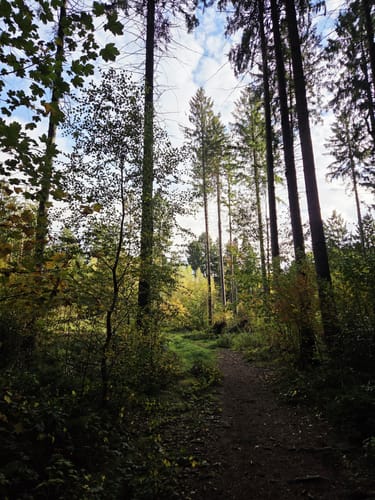 Aumühle - Sachsenwald - Schönau