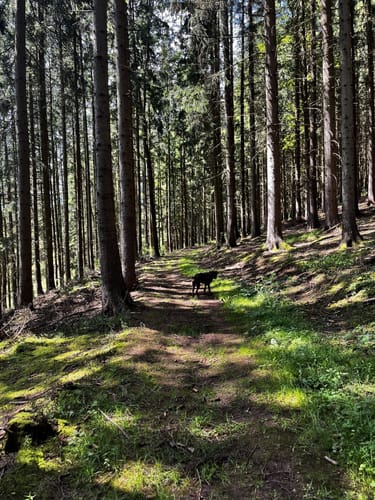 Kleiner Rundwanderweg Finsterbergen
