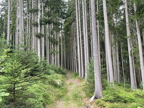 ParadiesTour Oberes Glasbachtal