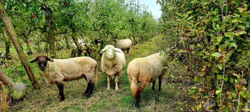 Römerkanal-Wanderweg Etappe 6: Brenig - Brühl