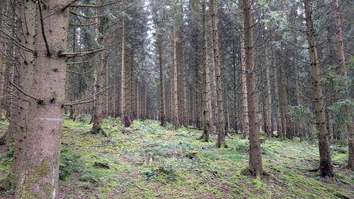 Wildparkroute Neuhaus (N 1)