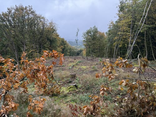 Hammer - Riffelsbachtal