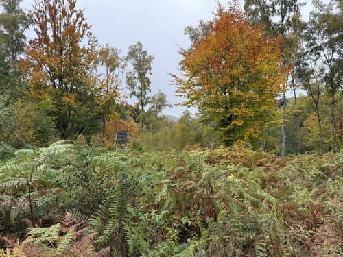 Hammer - Riffelsbachtal