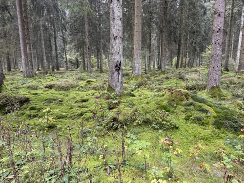 Hammer - Riffelsbachtal