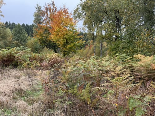 Hammer - Riffelsbachtal