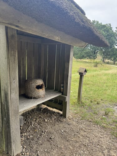 Lüneburger Heide: Einem Sand - Niederhaverbeck